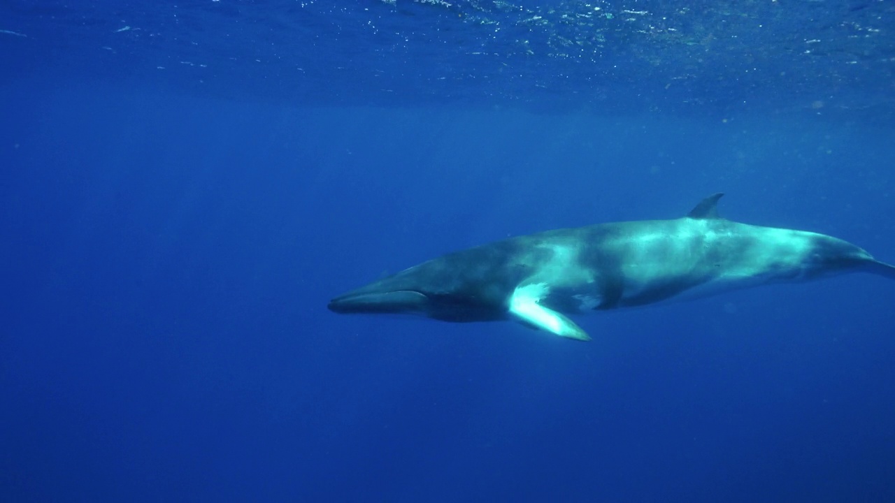 小须鲸游近镜头，看着镜头。澳大利亚大堡礁海洋公园。视频下载