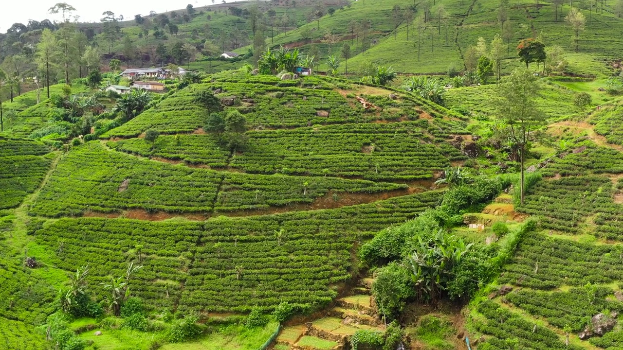 斯里兰卡的茶园。山景与茶园视频素材