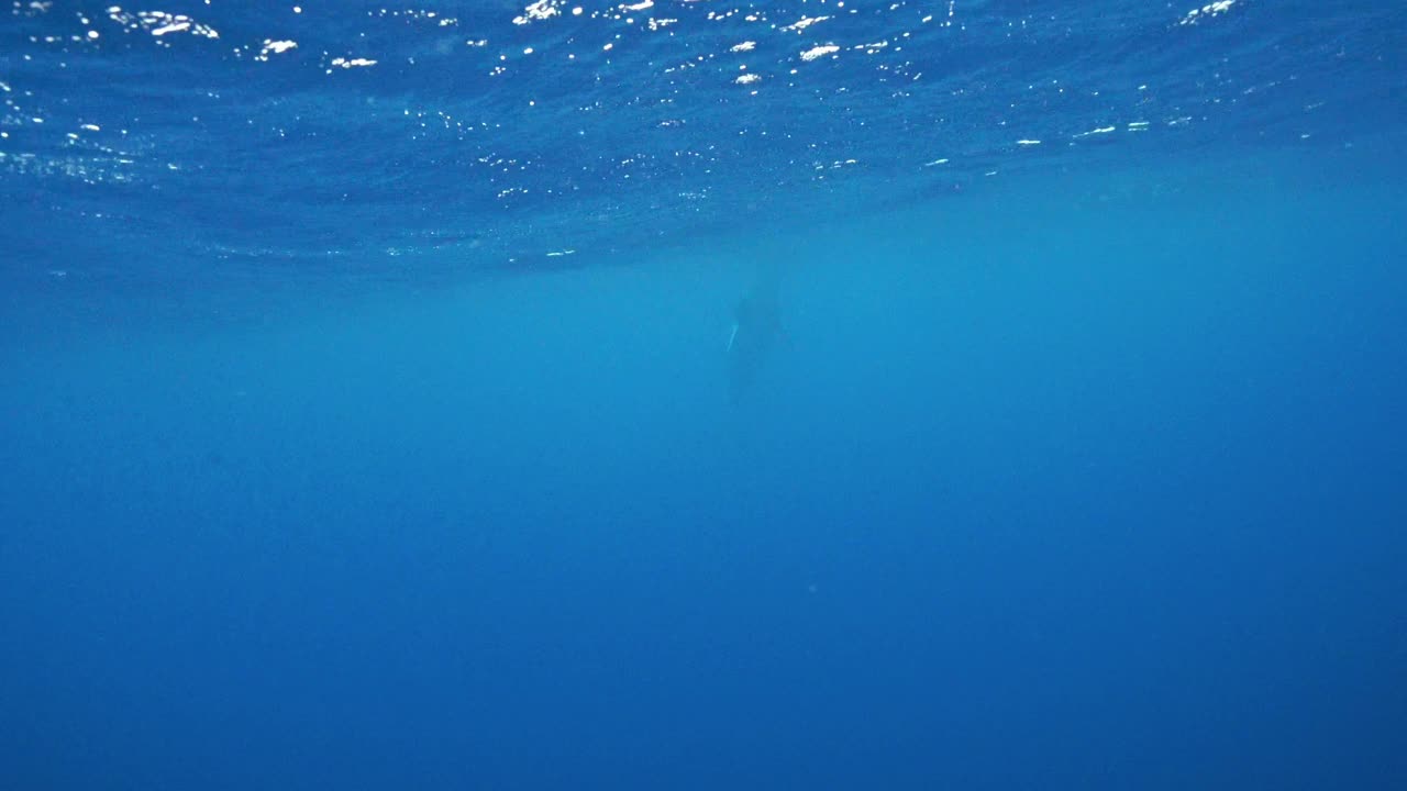澳大利亚大堡礁海洋公园，小须鲸游向镜头。视频下载