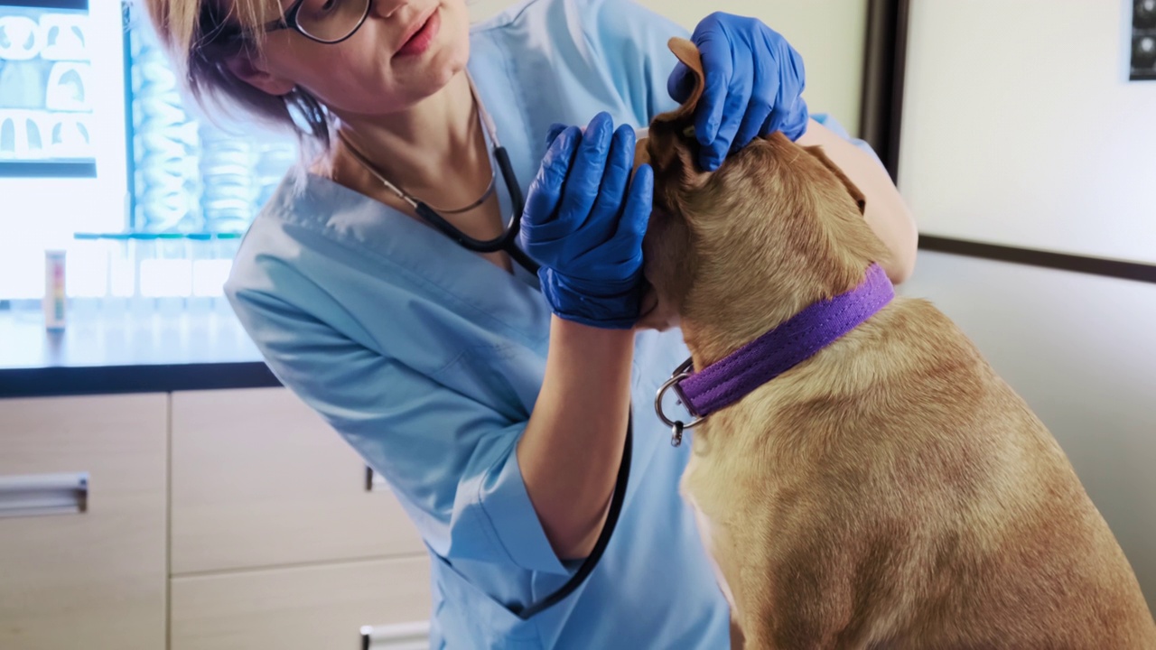 女兽医检查狗耳朵，宠物检查在诊所，保健视频下载
