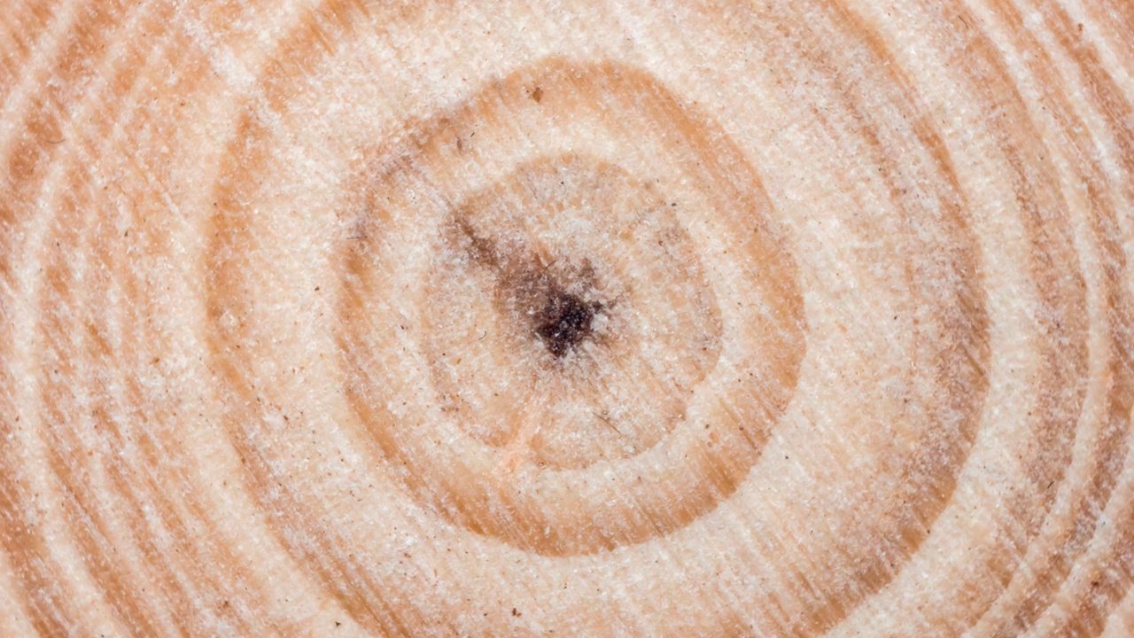 木雕树木切割表面与有机树木年轮循环视频视频下载