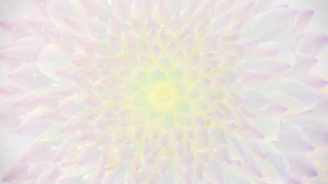 抽象的Lotus背景,视频素材