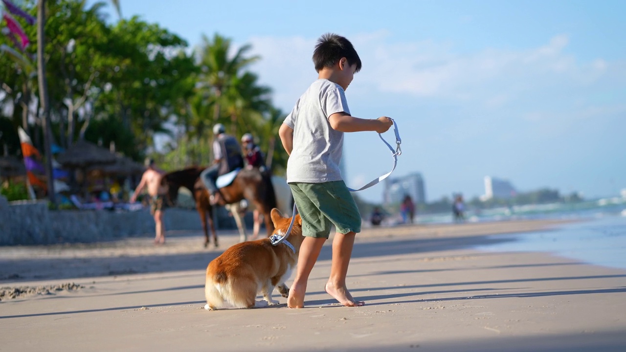一个亚洲小孩在沙滩上和一只叫柯基的狗散步。友谊和假期的概念视频下载