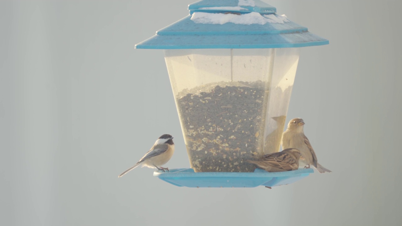 山雀、雀和麻雀在喂鸟器上视频素材
