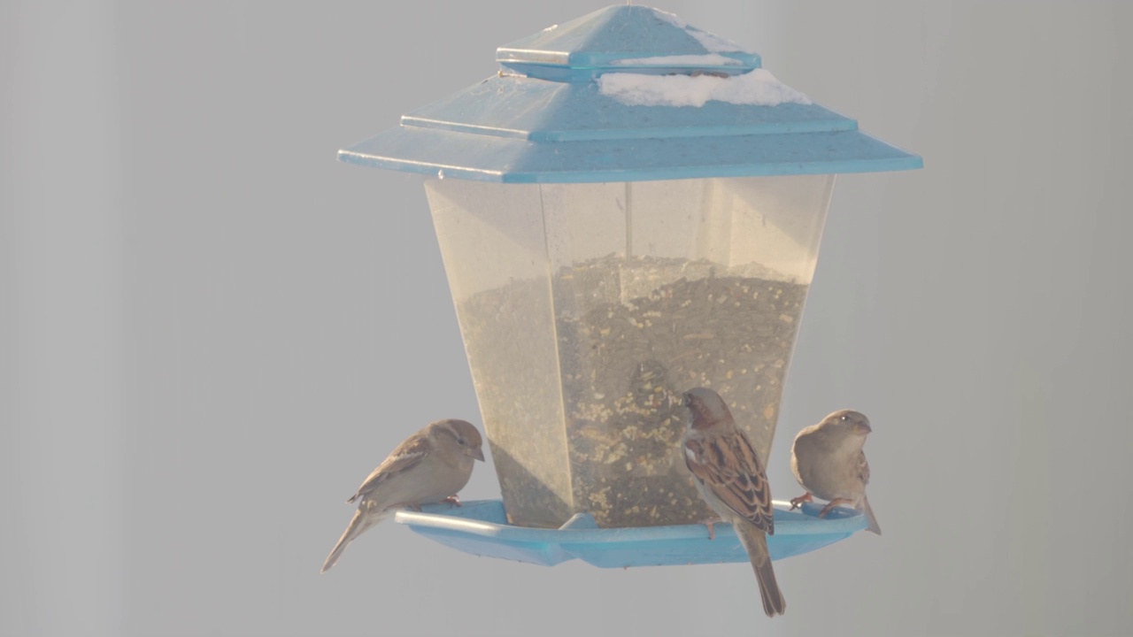 一只山雀和几只麻雀在喂鸟器上视频素材