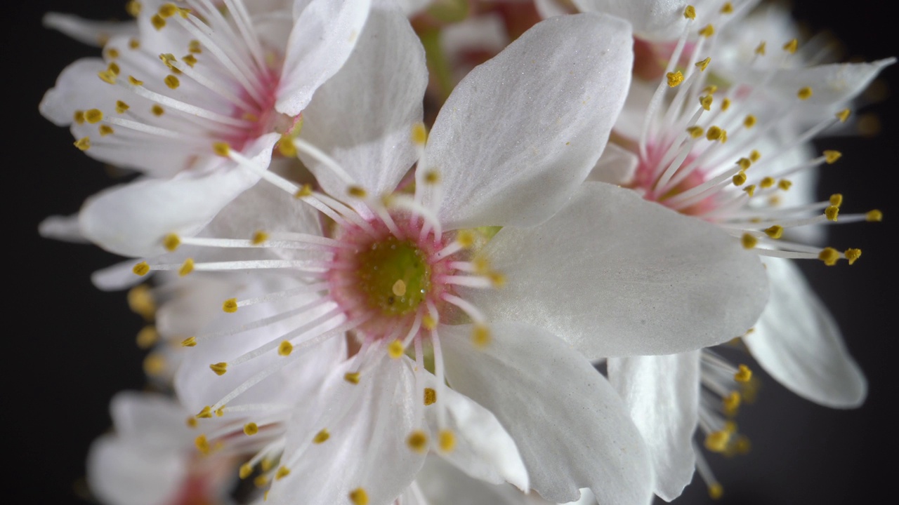 樱桃树的花。微距镜头视频素材