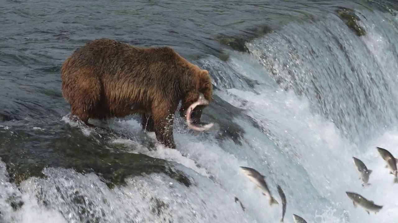 棕熊在阿拉斯加卡特迈国家公园的布鲁克斯瀑布捕捉红鲑-慢动作视频素材