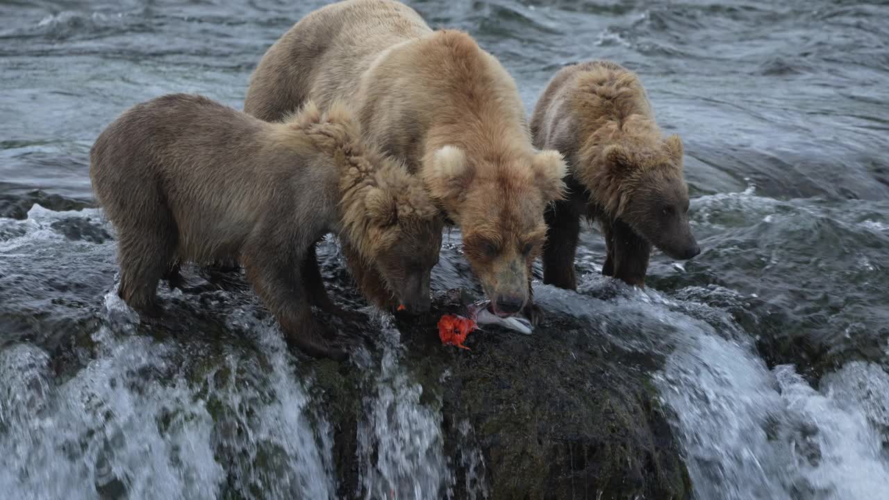 棕熊妈妈和小熊们吃鱼-慢镜头视频素材