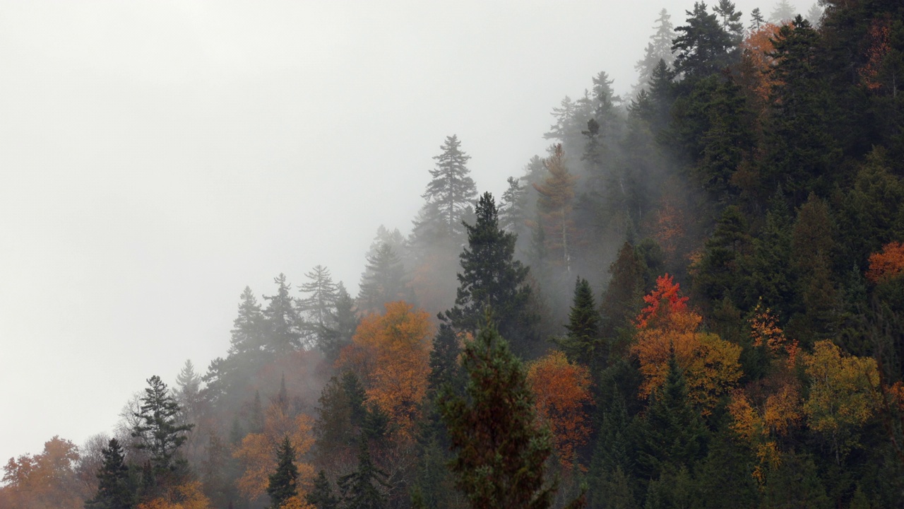 多色北方森林在秋天被雾包围在一个多云的雨天，魁北克，加拿大视频下载