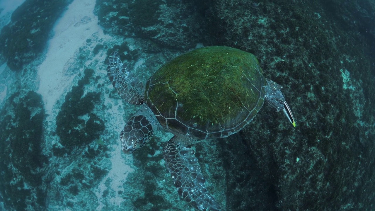 一只友善的绿海龟在与上面的潜水员打招呼之前，在海洋中轻松地漂浮着。独特的水下视图视频素材