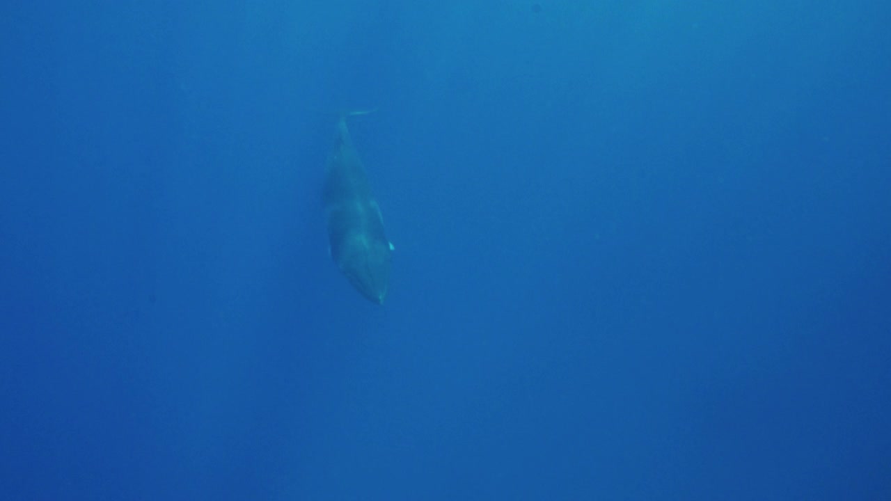 澳大利亚大堡礁海洋公园，小须鲸游向镜头。视频素材