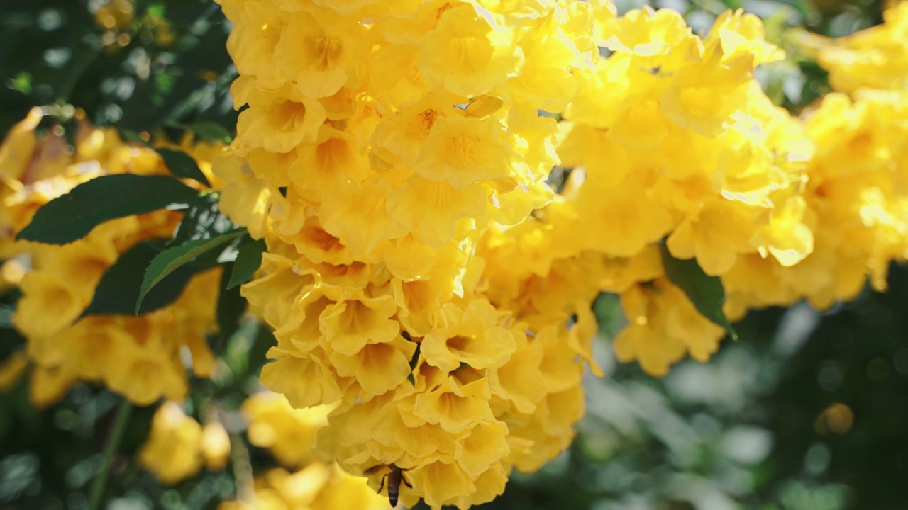 近距离观察黄色花朵上的蜜蜂。视频素材
