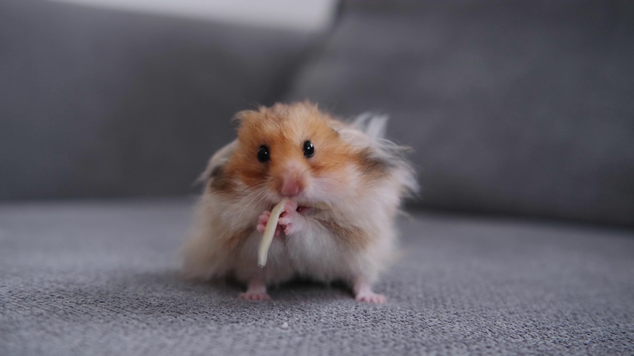 可爱的仓鼠在沙发上吃奶酪视频下载
