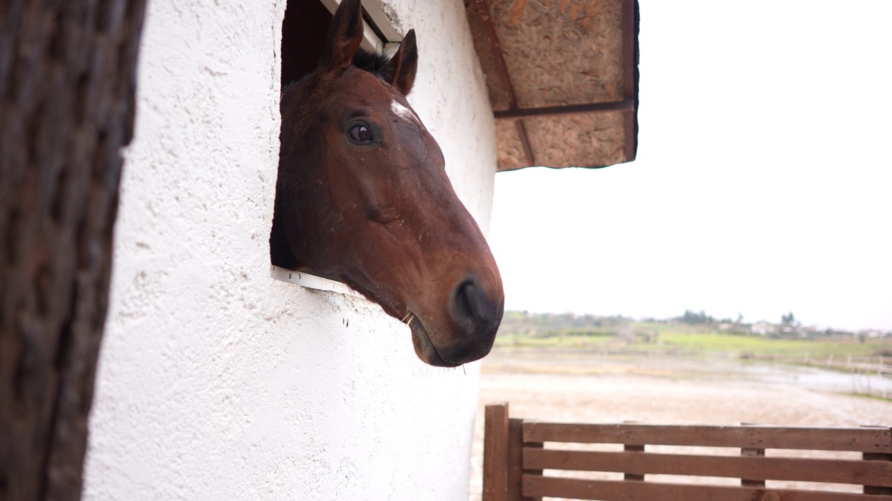 一匹棕色的马从马厩的窗户向外看。视频素材