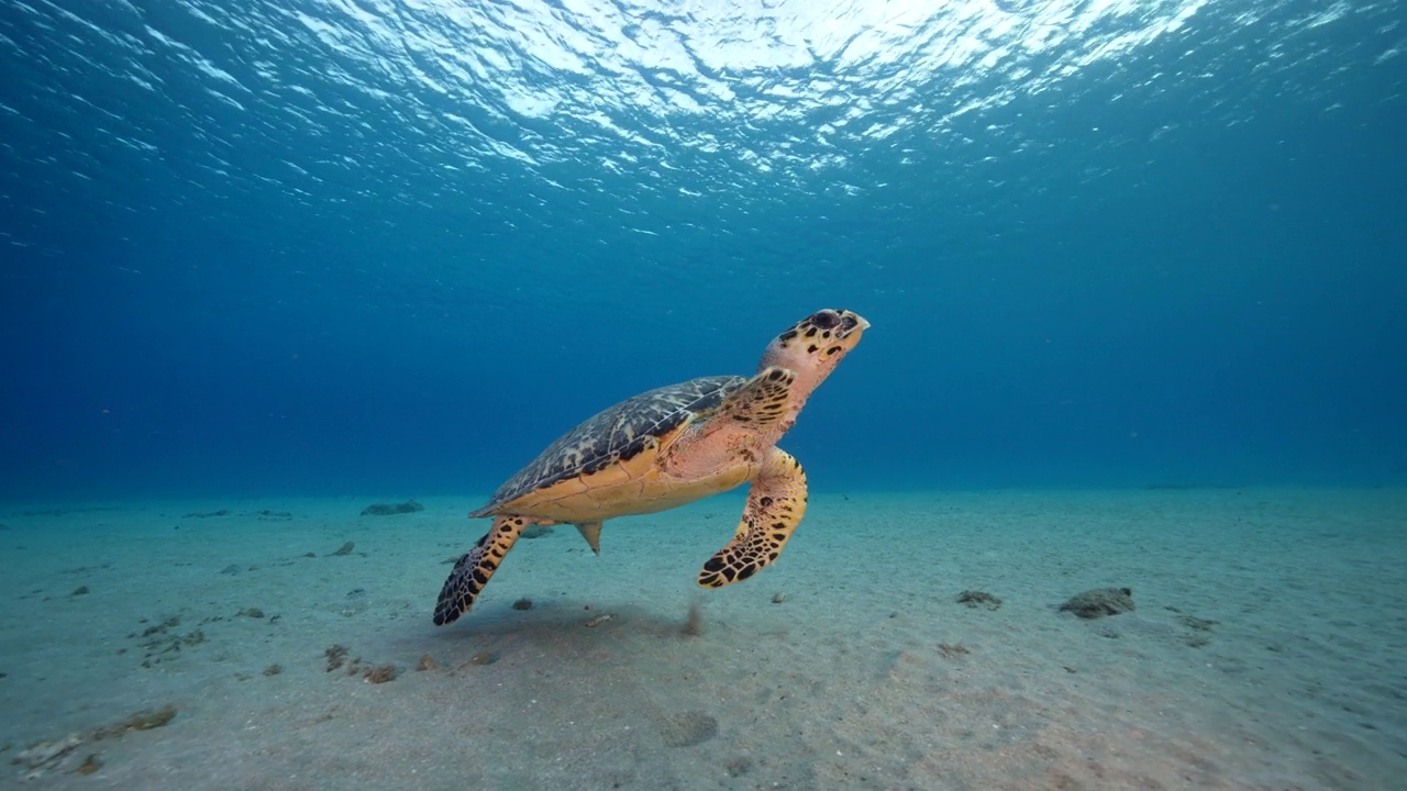 在库拉索岛附近的加勒比海珊瑚礁中的玳瑁海龟视频下载
