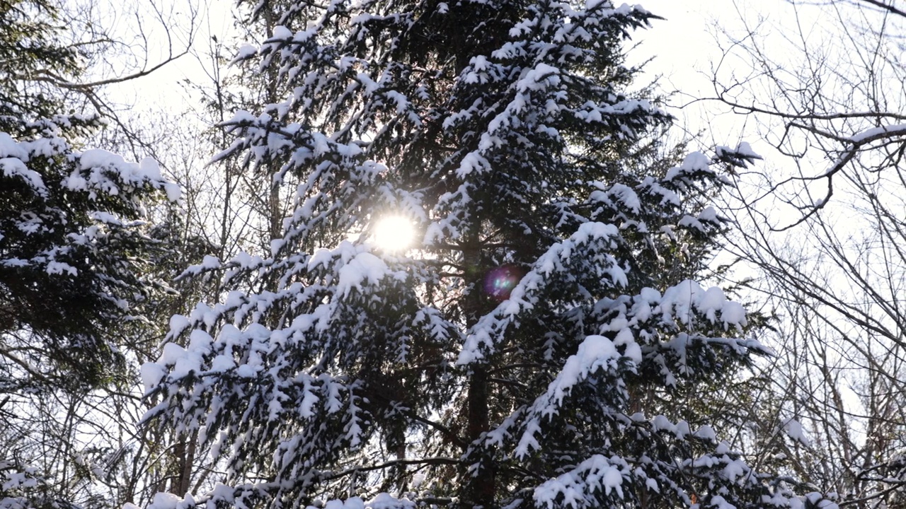 冬日森林里的白雪覆盖的树视频下载