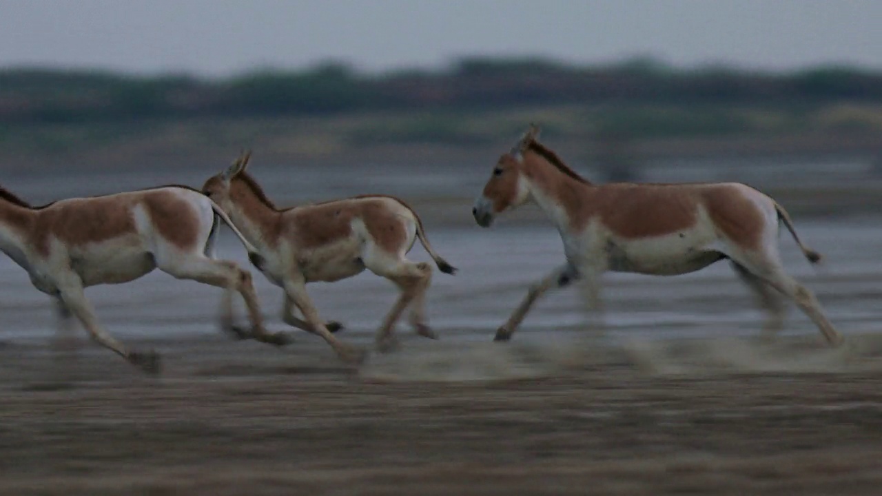 两个印度野驴(印度onager)与少年在半沙漠地区-广角射击视频下载