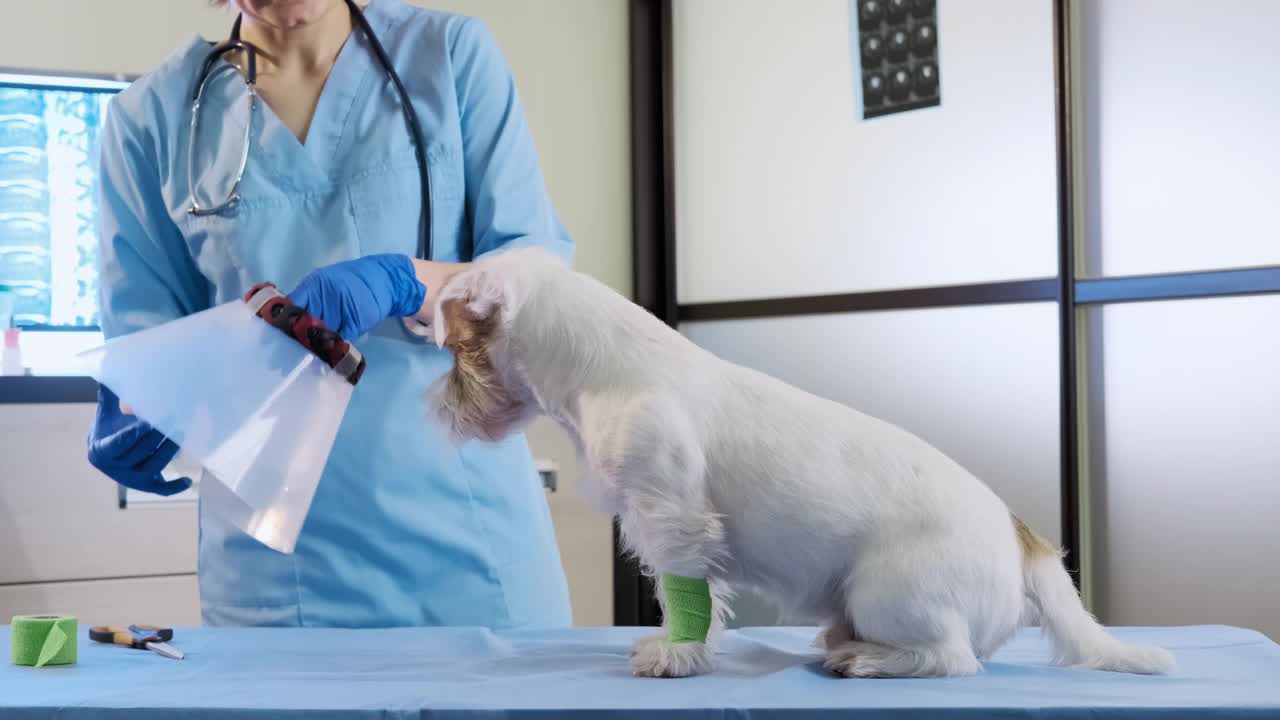 女兽医戴上杰克罗素犬兽医项圈在诊所，保健。广角镜头视频下载