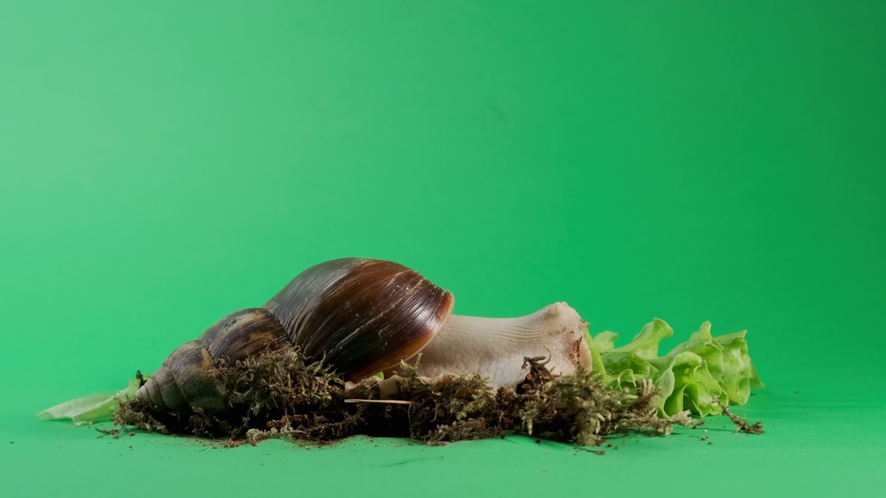 与色度键隔离的绿色屏幕上蜗牛爬行的宽镜头。视频下载