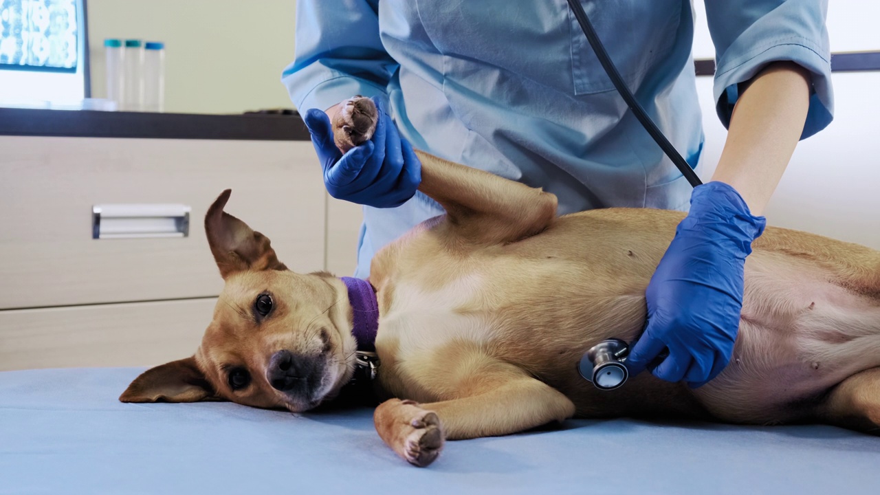 女兽医在听诊器的帮助下检查狗在诊所，保健。视频下载