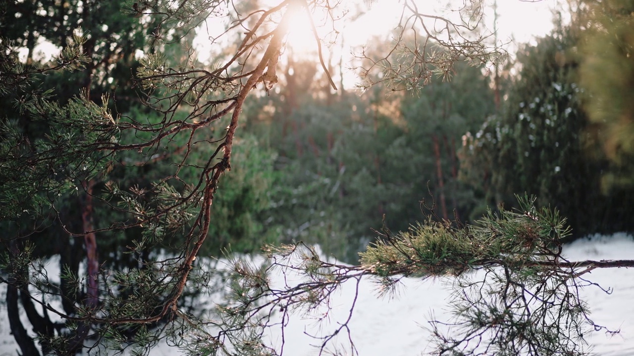 在冬天的日落时分，阳光穿过美丽的森林中的松树视频下载