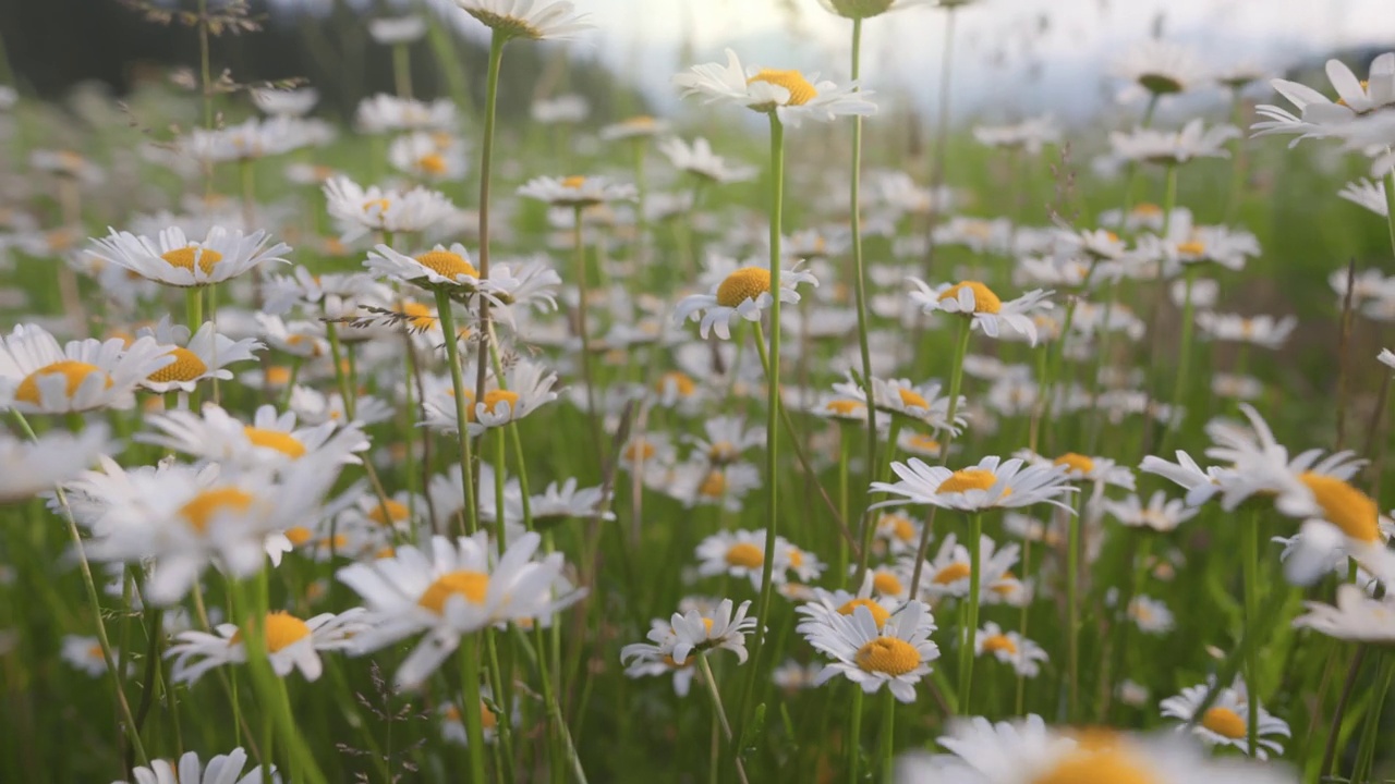 美丽的夏日田野里满是雏菊。白色和黄色的白天在风中摇摆，镜头在春天的花朵之间移动。慢镜头，4K视频素材