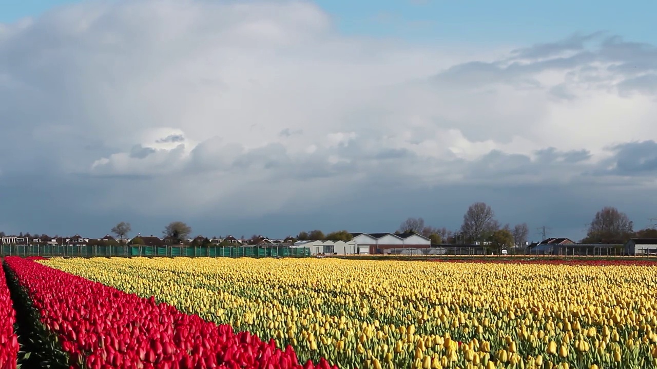 雄伟的郁金香农场在荷兰视频下载