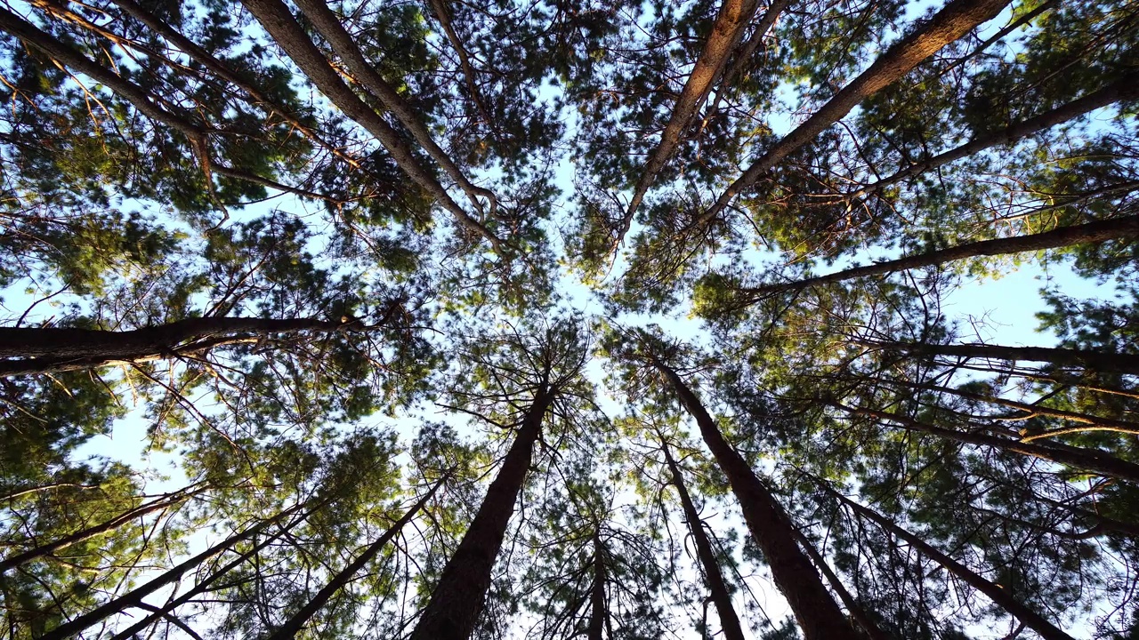 在阳光下的森林松树的底部视图。视频素材