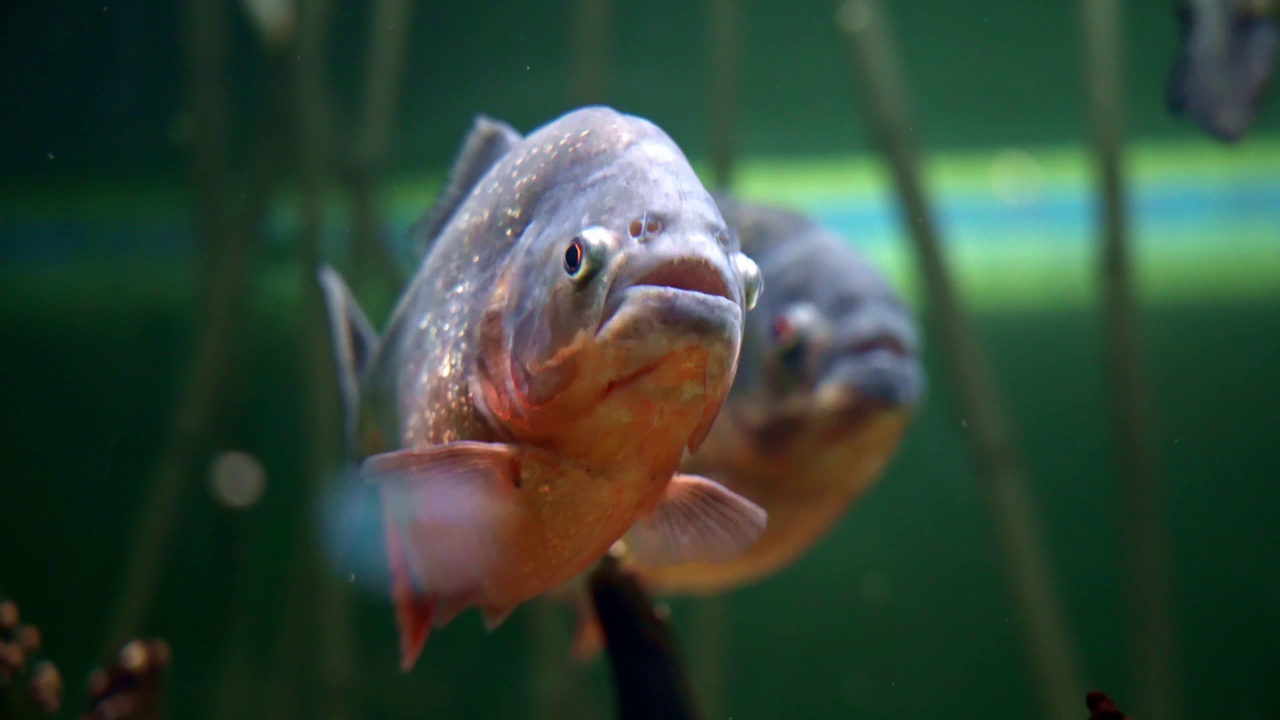 淡水食人鱼，生活在南美洲热带地区的河流和淡水中视频下载