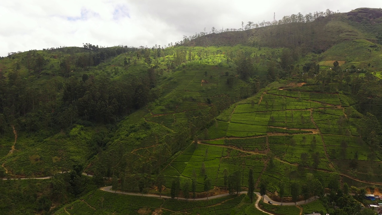 斯里兰卡的茶园。山景与茶园视频素材
