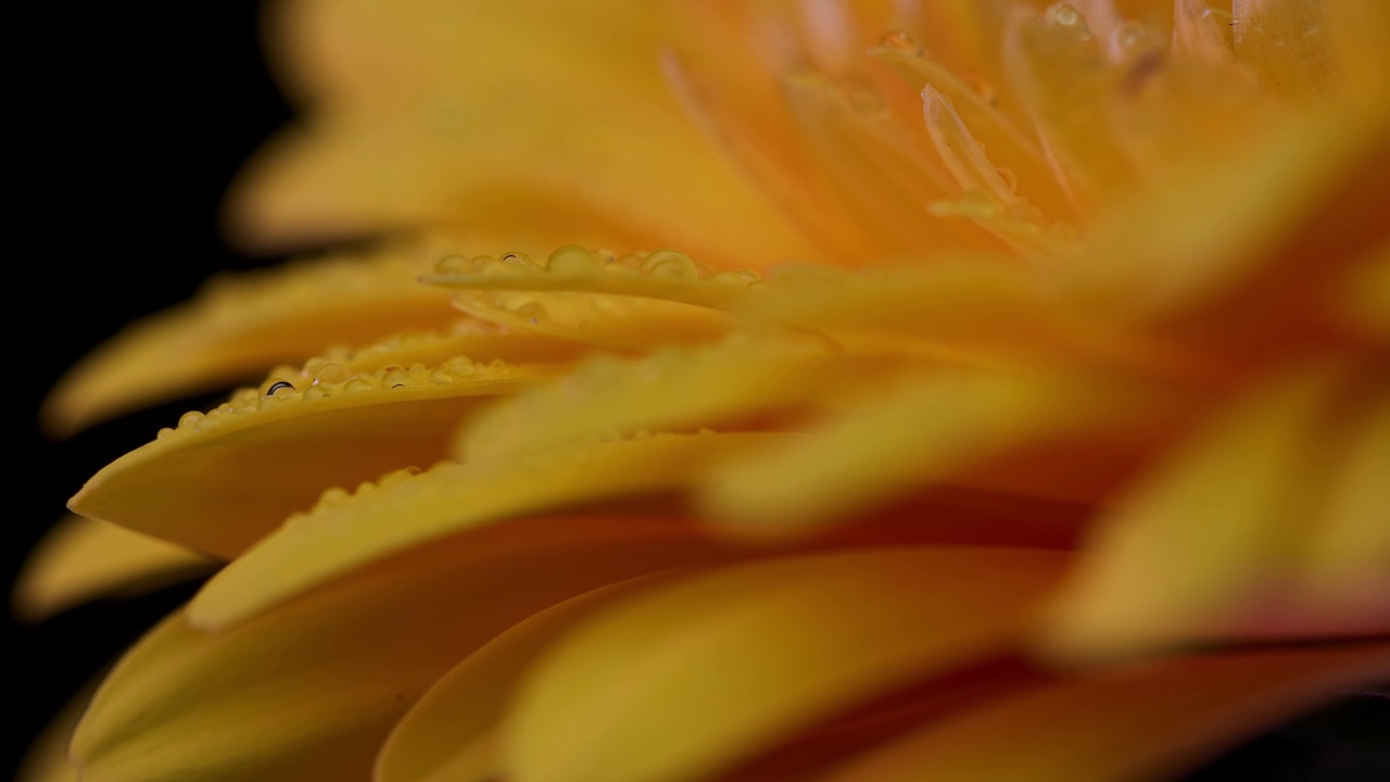 放大一株极好的黄色非洲菊的花瓣，花瓣上满是水滴，灯光闪烁视频下载