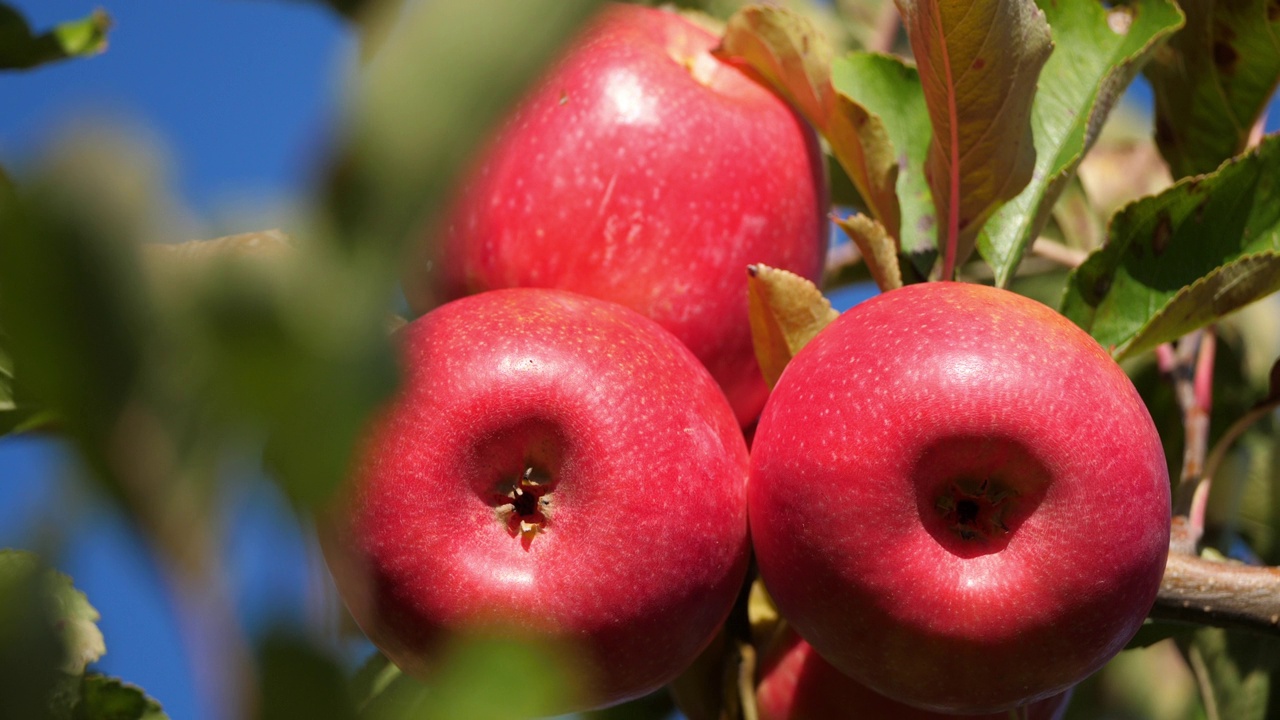 克里普斯粉红色。果园苹果树，欧西坦人，法国视频下载