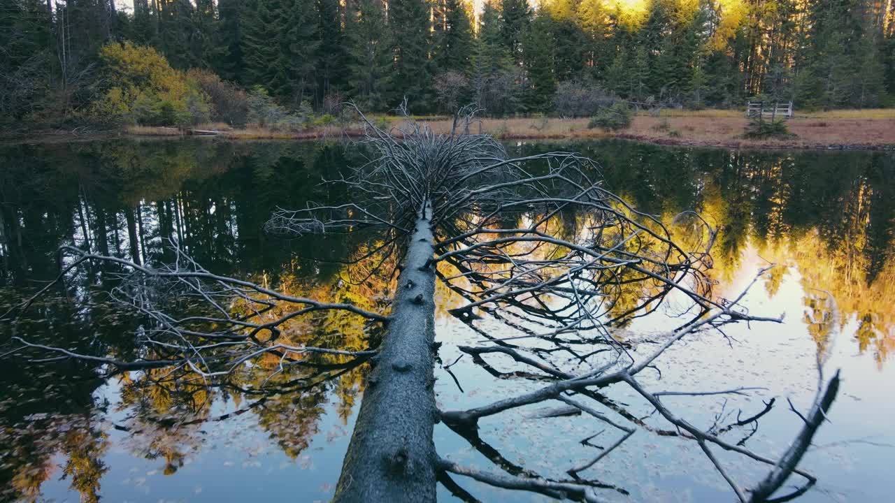 神奇的自然和一个湖，有一棵倒下的树在水里。森林湖有一棵大树躺在湖里，枯枝凋零视频素材