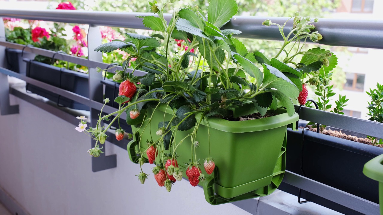成熟多汁的草莓种在阳台上的花盆里。在家有机种植视频素材