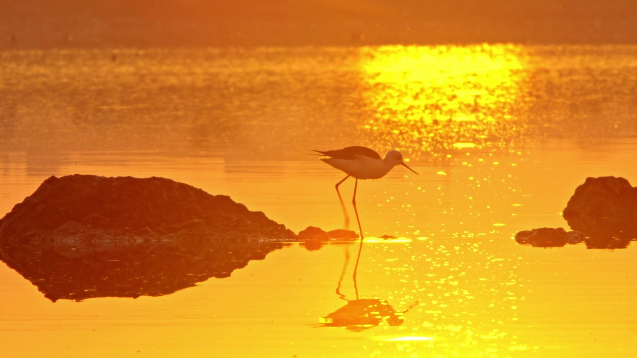 黑翼高跷鸟行走和觅食在金色的水全镜头视频下载