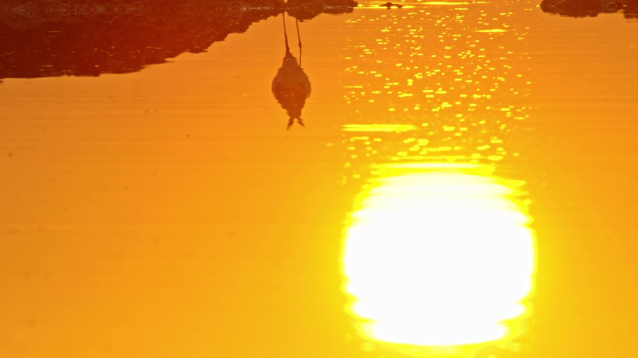 金色的阳光照在水面上，黑翅高跷鸟正在觅食视频下载