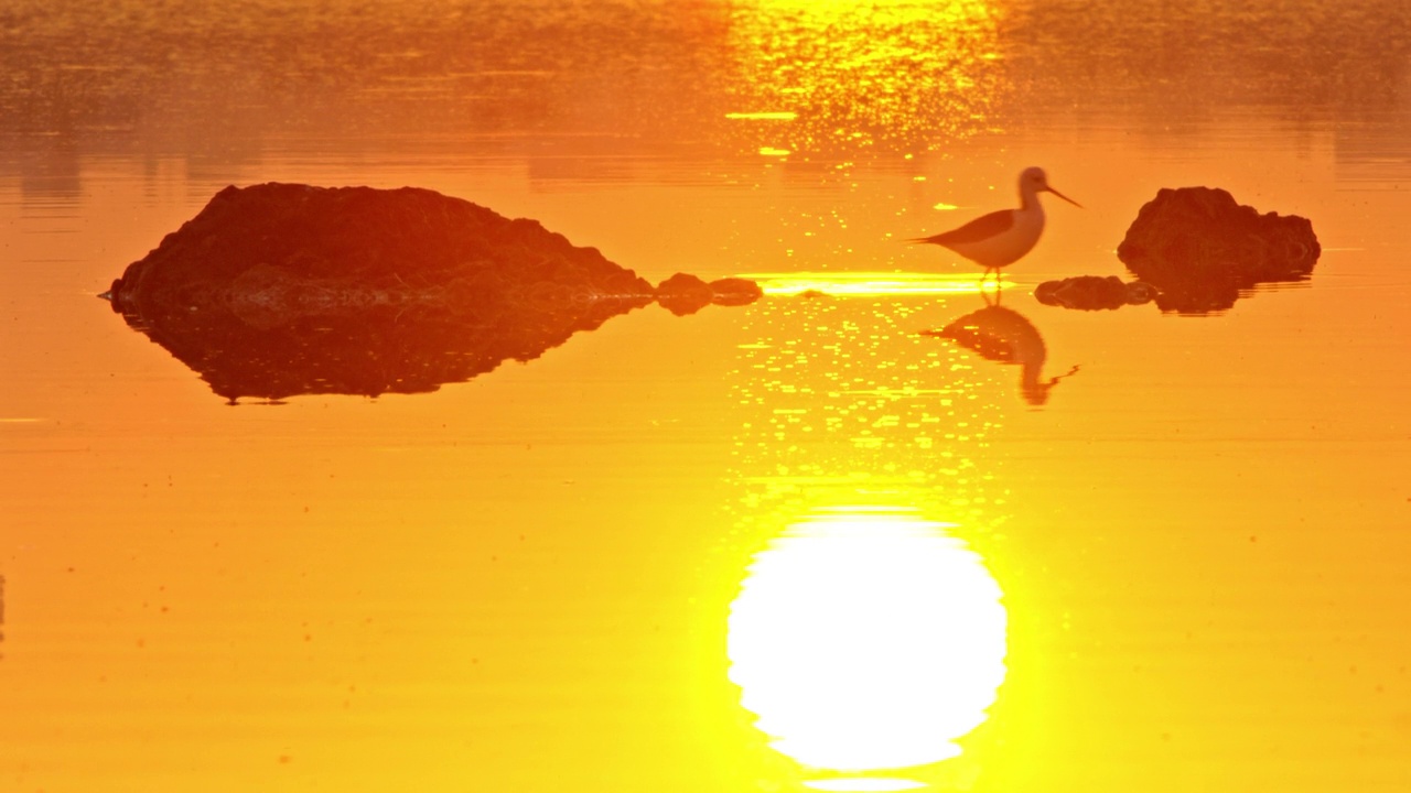 两只黑翅高跷鸟在金色的水中觅食视频下载