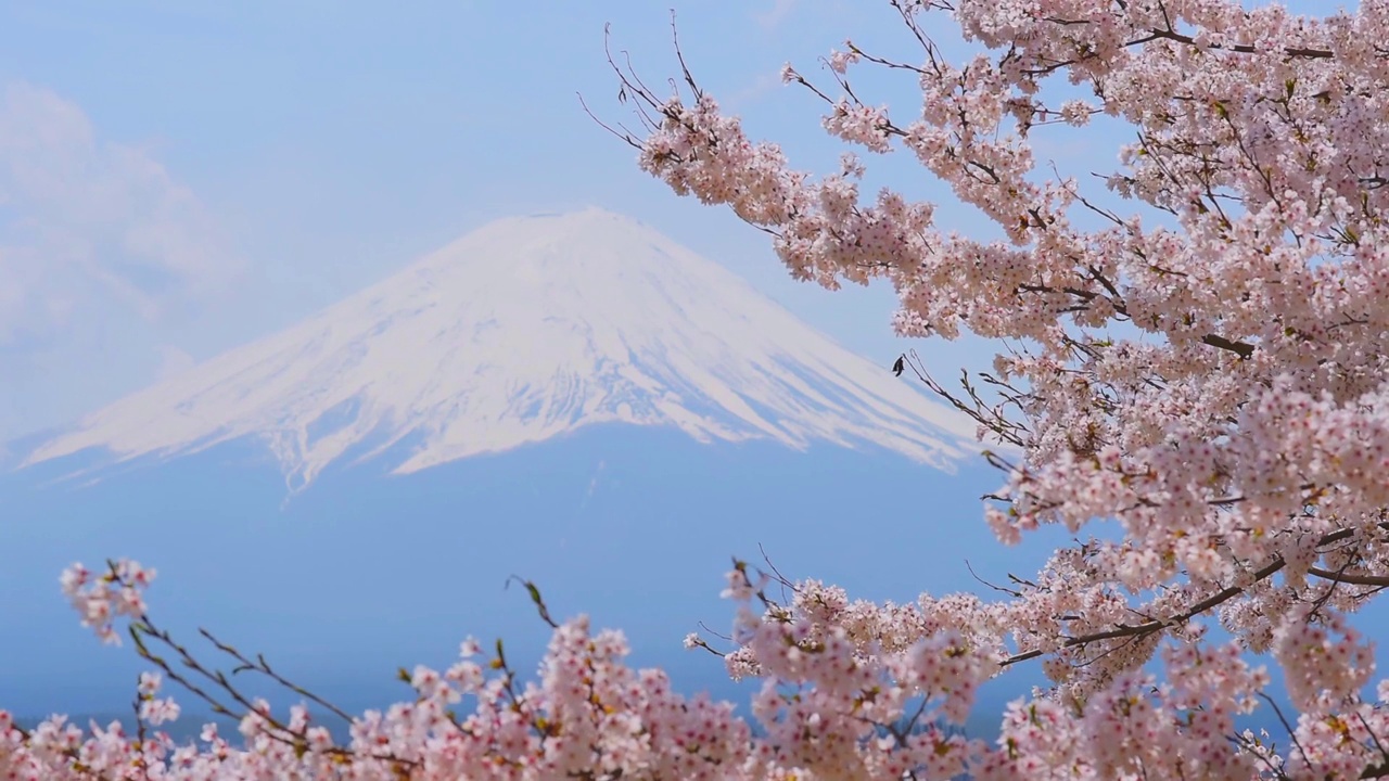 日本，川口湖和富士山通过盛开的樱花树视频下载