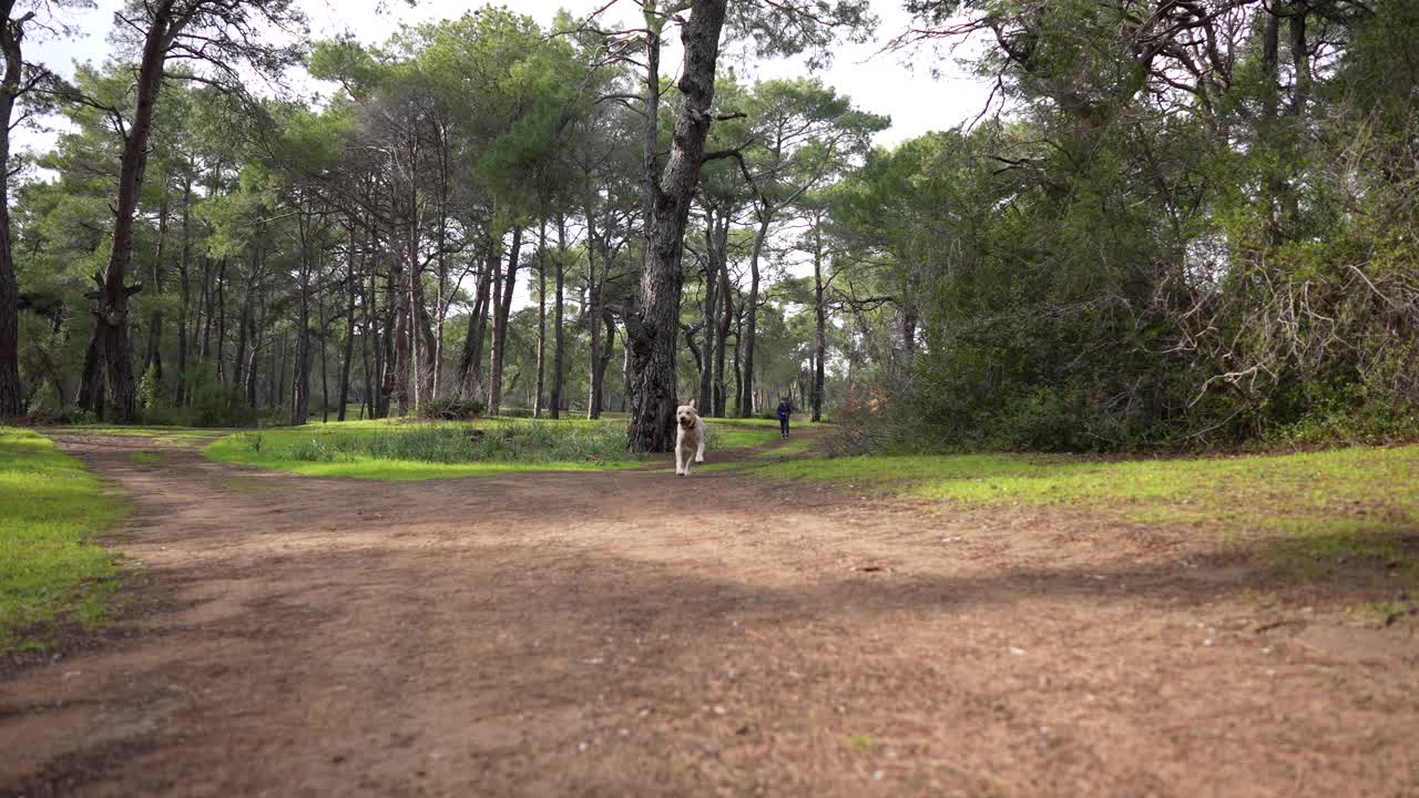 慢镜头快乐的金毛寻回犬在自然森林中奔跑视频素材