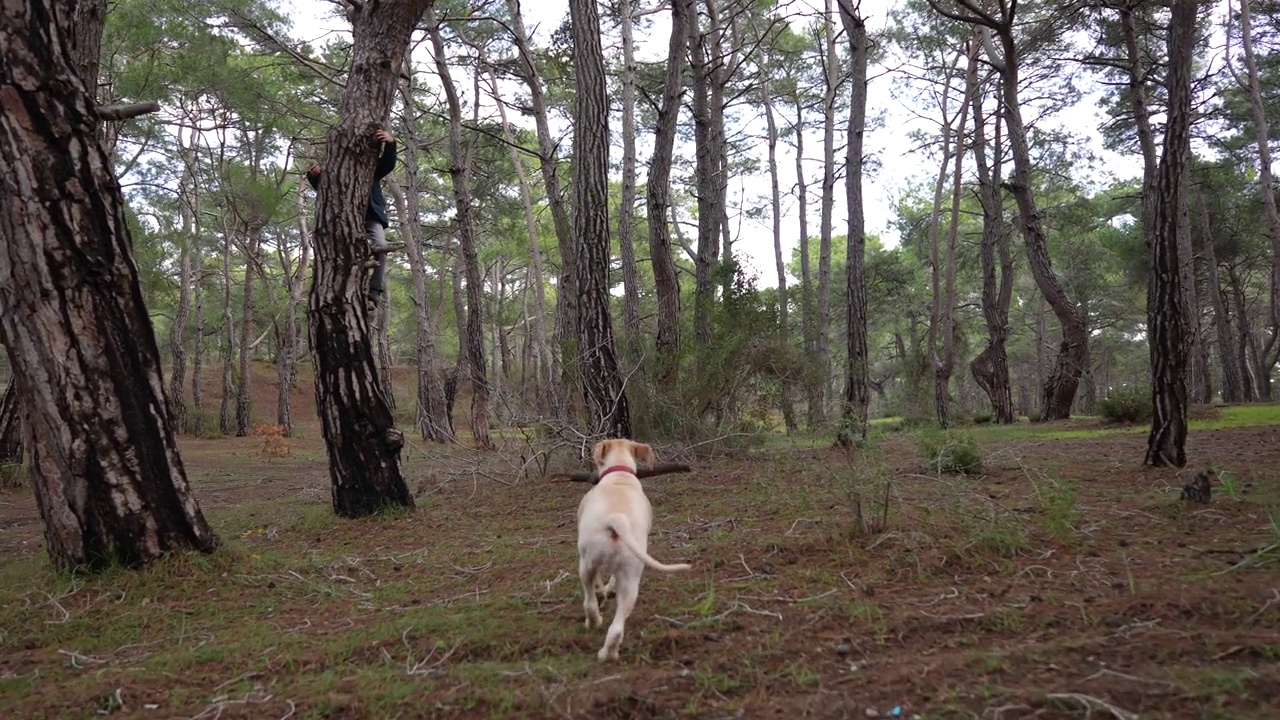 慢镜头快乐的金毛寻回犬在自然森林中奔跑视频素材