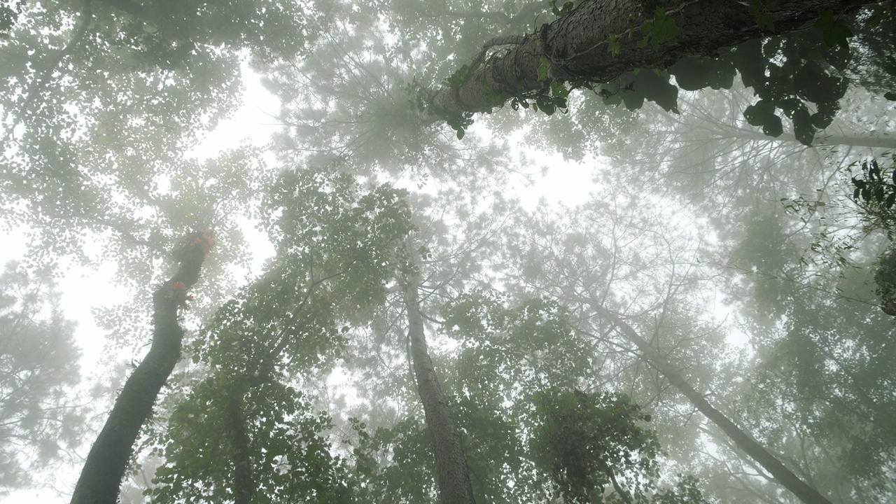 仰望树林深处高大的树木，拍摄出大气自然的神秘雾景。视频素材