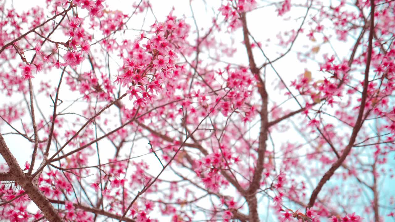 美丽的野生喜玛拉雅樱桃(Prunus cerasoides)，在泰国北部明亮的春天盛开的粉红色的喜玛拉雅樱桃花。视频下载