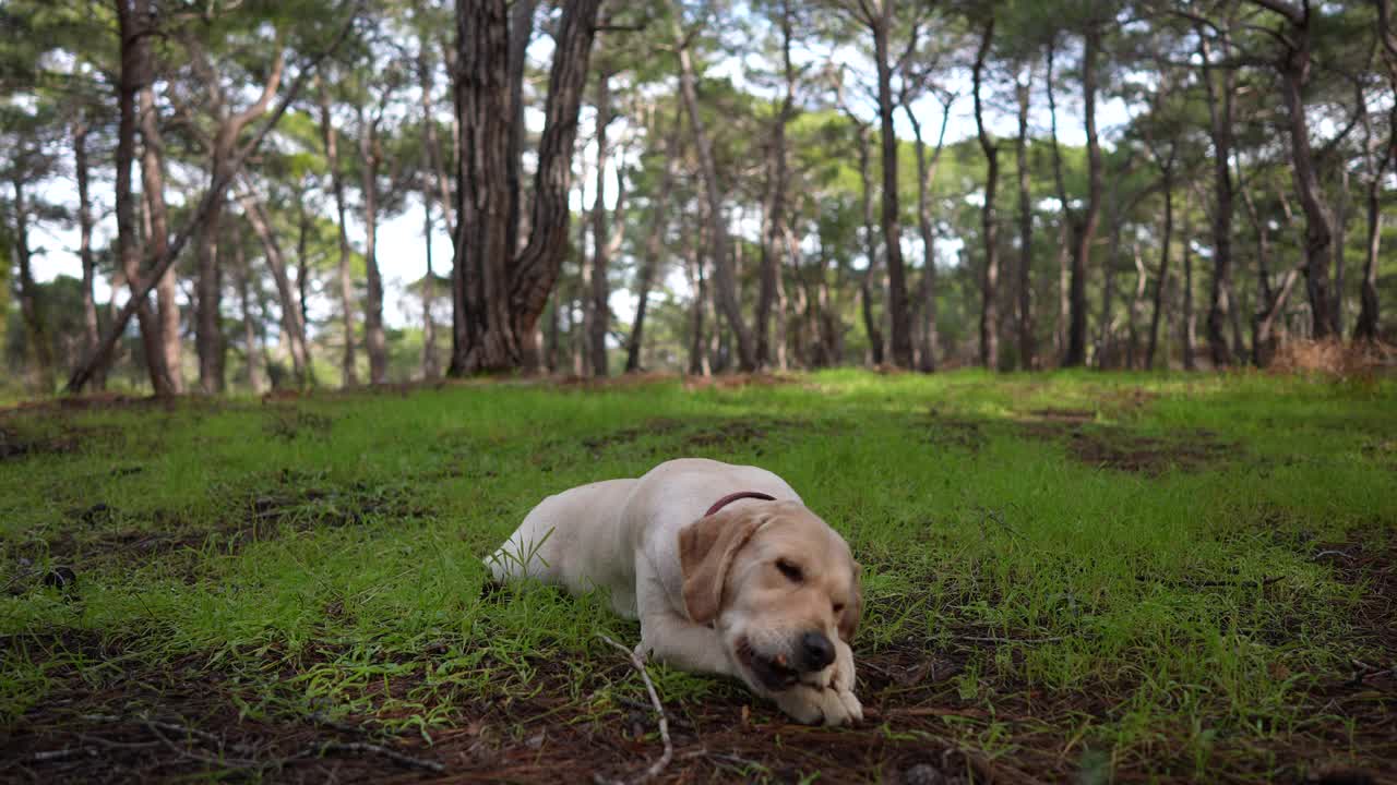 金毛寻回犬在自然森林里玩棍子视频素材