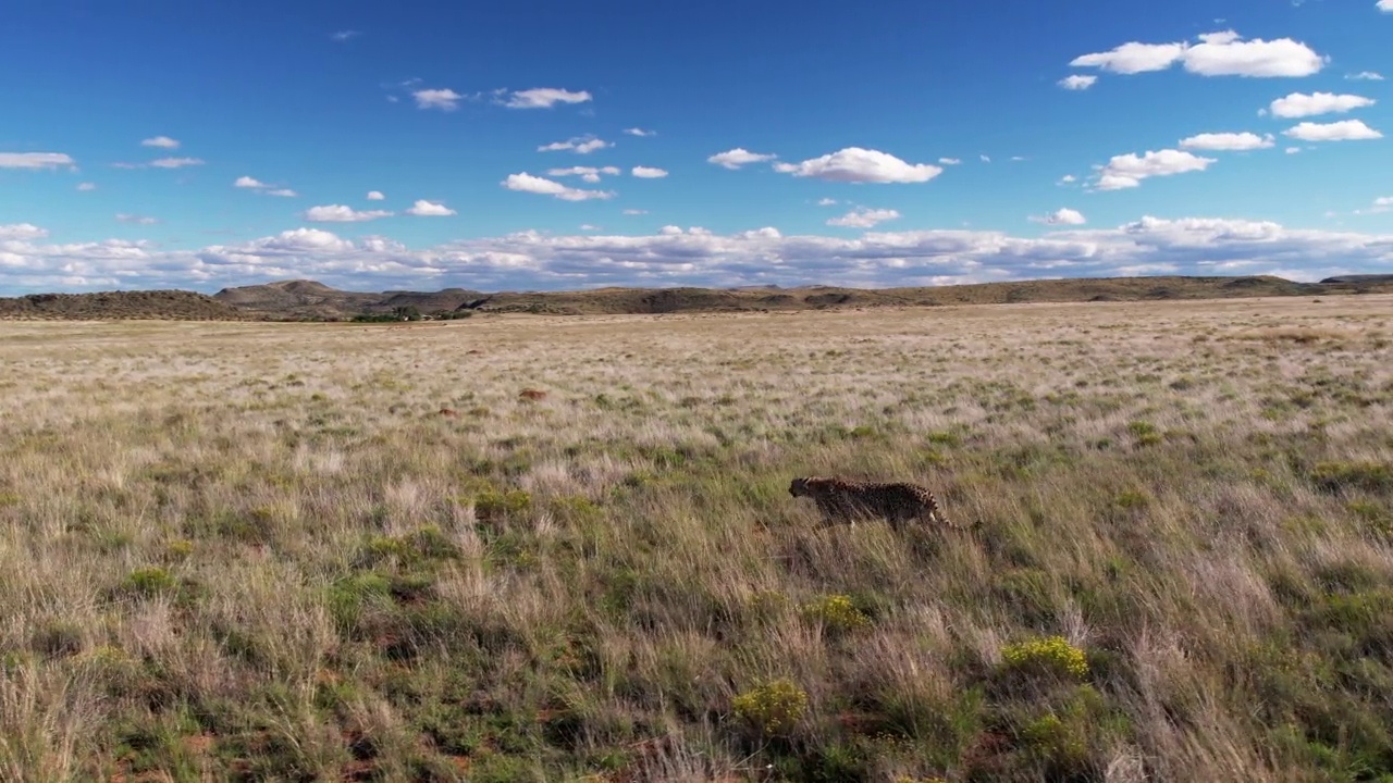 南非自由州，老虎峡谷私人狩猎保护区，追踪无人机拍摄的照片显示一只猎豹在荒野中行走视频素材