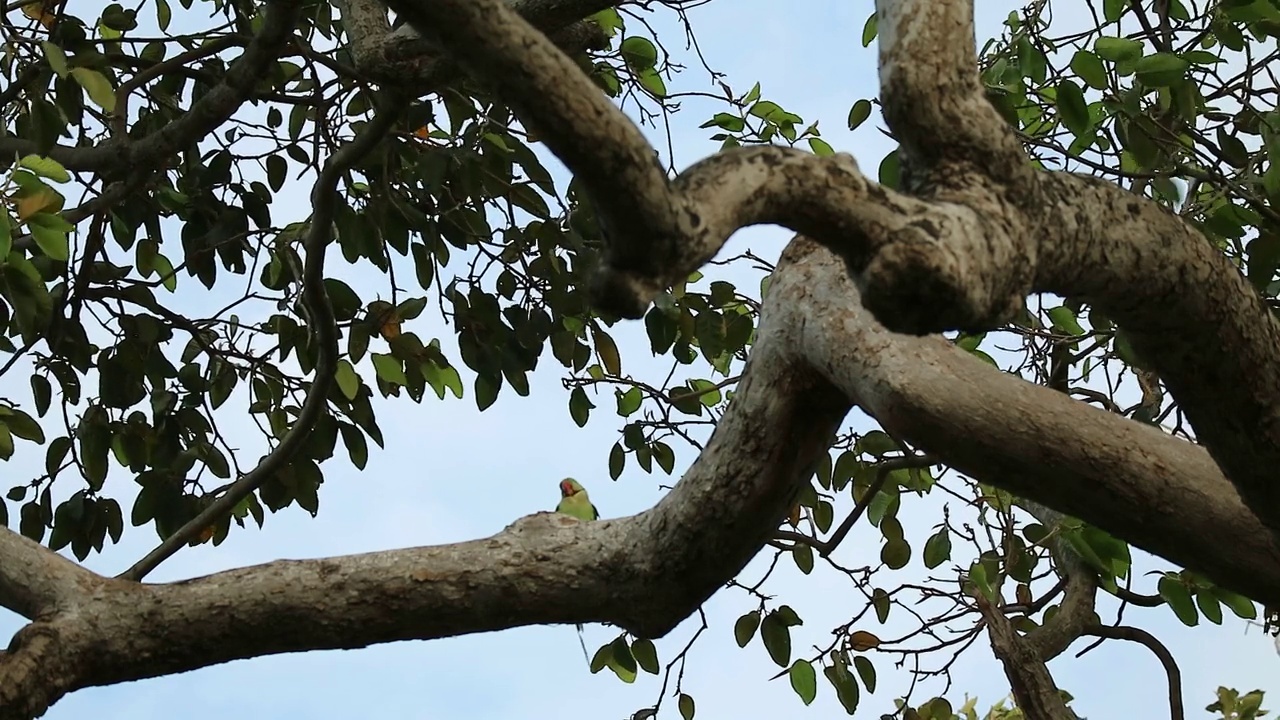 美丽的亚历山大长尾小鹦鹉的镜头栖息在树脂树上视频素材