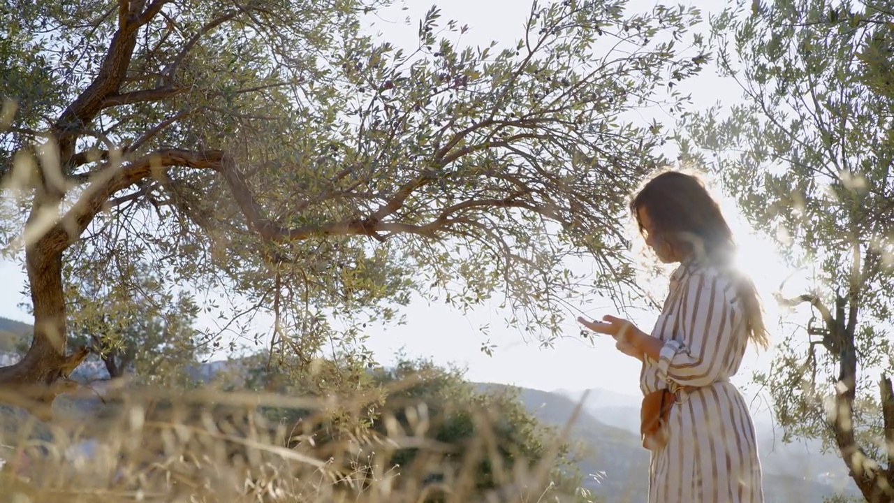 阳光下，一位妇女站在橄榄林里采橄榄视频下载