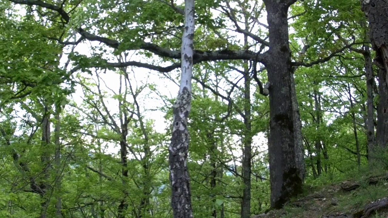 水平全景，在一个年轻的山毛榉林的树木和植被，虽然罕见的地面视频素材