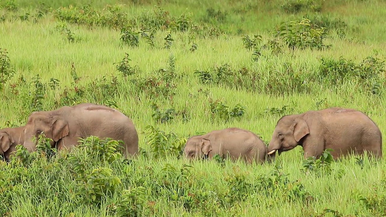 在野外吃青草的亚洲象群视频素材