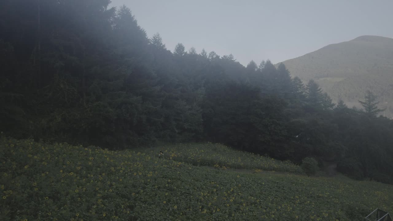 韩国江原道太白市古瓦村的向日葵田和自然风光视频素材