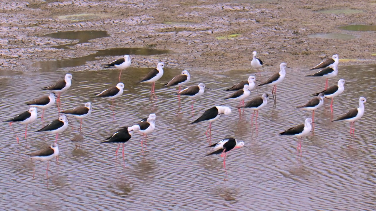 一群黑翅高跷鸟站在浅水里视频下载